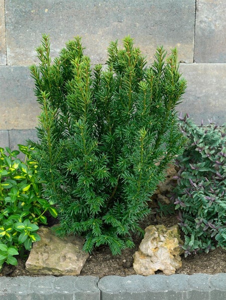 Taxus baccata 'Westerstede', Eibe, immergrün, 25–30 cm