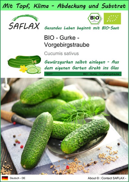 SAFLAX Garden to go - BIO - Gurke - Vorgebirgstraube - Cucumis sativus - 15 Samen - Mit Topf, Klima - Deckel und Anzuchtsubstrat