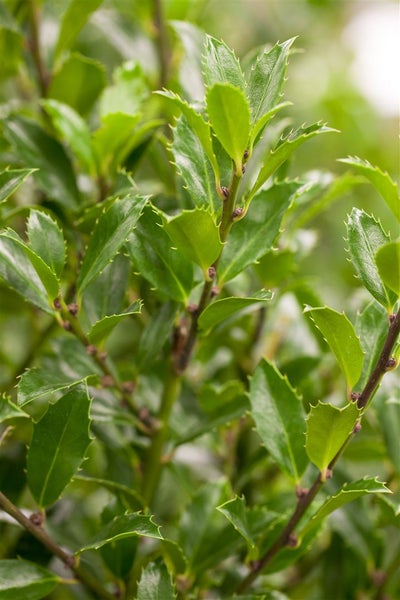 Ilex meserveae 'Heckenfee', Stechpalme, immergrün, 30–40 cm