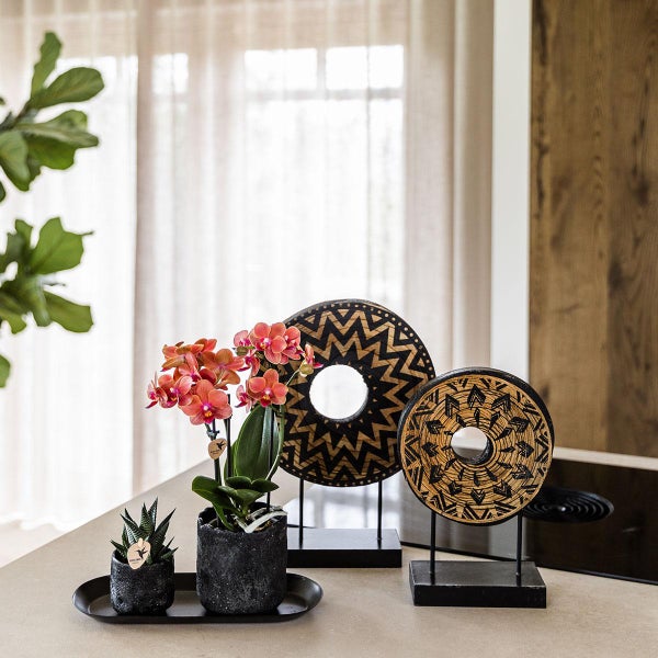 Kolibri Company Set Home Hub Small Orange Phalaenopsis Orchidee Bolzano und Sukkulente inkl. Keramik-Zierpflanzgefäße auf schwarzem Tablett