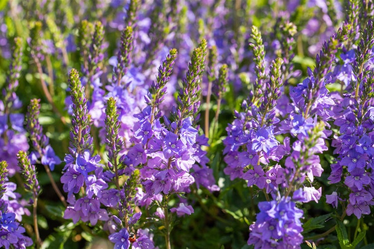 Veronica teucrium 'Shirley Blue', Ehrenpreis, blau, ca. 9x9 cm Topf