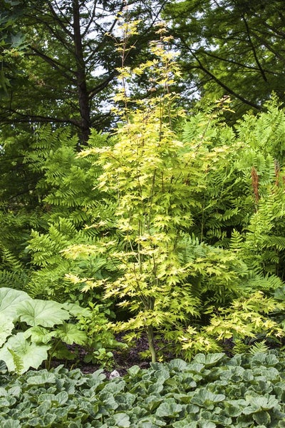 Japanischer Ahornbaum im Gartenbeet mit grünen Farnen und Bodendeckern