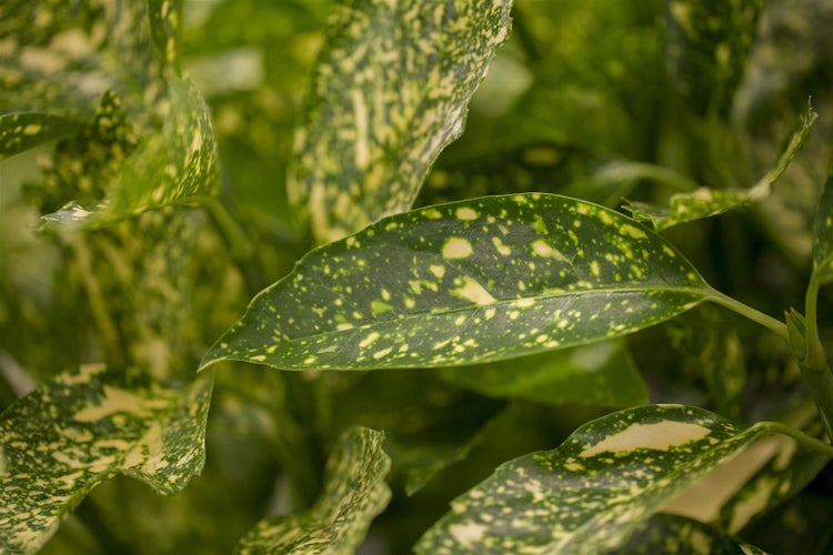 Aucuba japonica 'Variegata', Japanische Aukube, buntes Laub, 40–60 cm