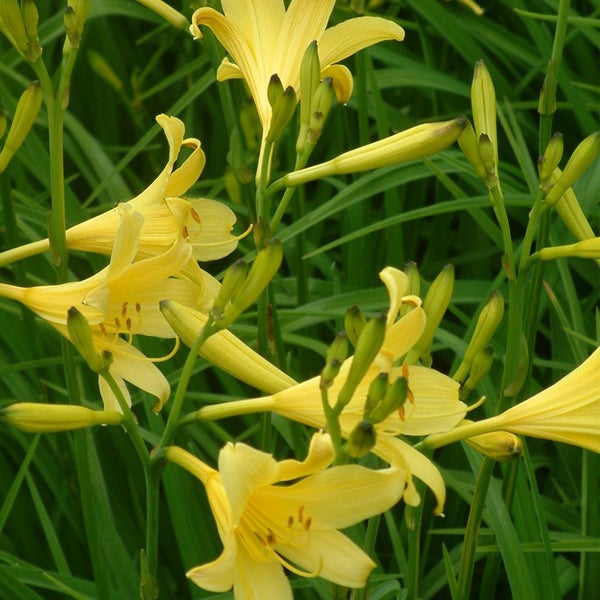 Nahaufnahme von gelben Taglilienblüten