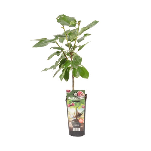 Bloomique - Prunus Avium 'Van' - Kirschbaum - Obstbäume - Gartenpflanzen - Winterhart - ⌀14 cm - Höhe 60-70 cm