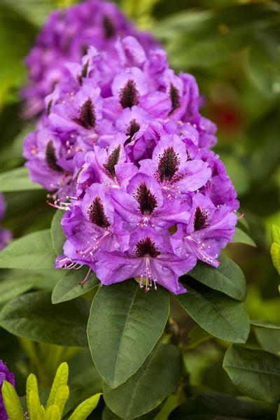 Rhododendron Hybr. 'Orakel', Rhododendron, 40–50 cm, rosa Blüten