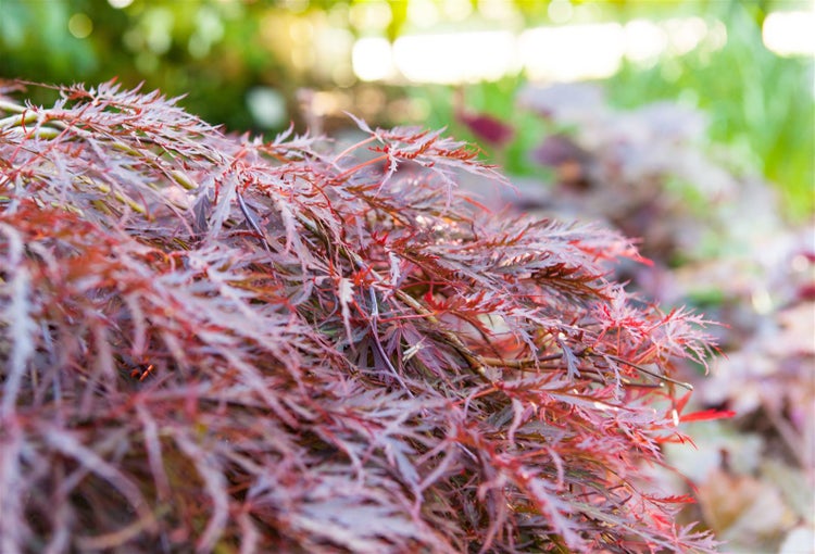 Acer palmatum 'Dissectum Garnet', Japanischer Ahorn, rotlaubig, 30–40 cm