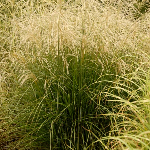 Chinaschilf im Garten