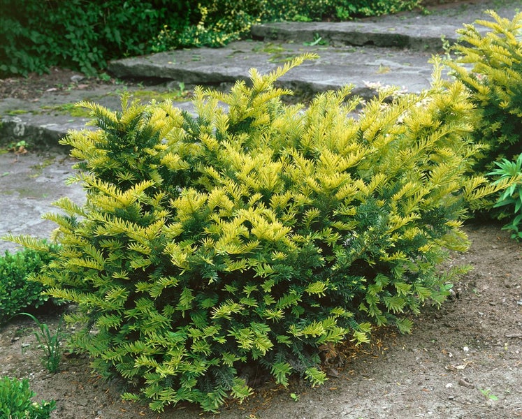 Taxus media 'Tymon', Eibe, 60–70 cm
