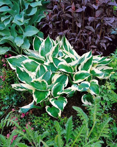 Hosta 'Patriot', Funkie, grün-weiß, ca. 3-5 Liter Container