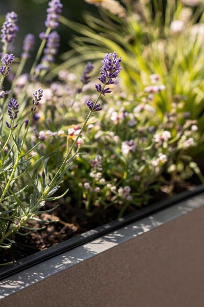 Lavendel Pflanzen in einem grauen Pflanzgefäß im Außenbereich.