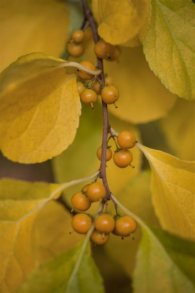 Celastrus orbiculatus 'Diana', Kletterspindel, 150–200 cm