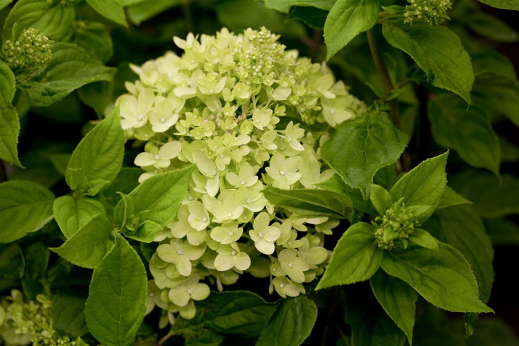 Hydrangea paniculata 'Little Lime', Rispenhortensie, grünlich-weiß, 40–60 cm