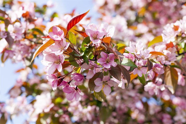 Nahaufnahme von blühenden Zierapfelblüten an einem Ast mit jungen Blättern im Frühling.