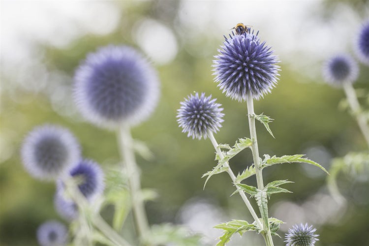 Kugeldistelblüten mit einer Hummel