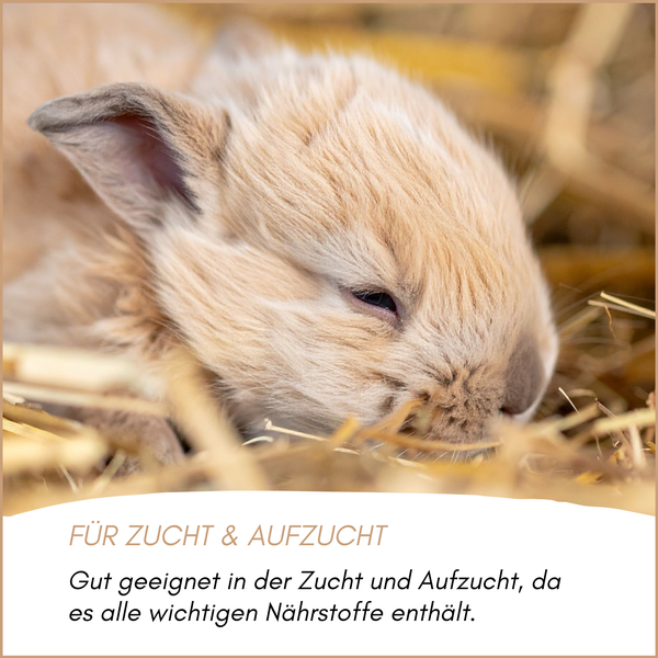 Nahaufnahme eines hellbraunen Kaninchens in Stroh