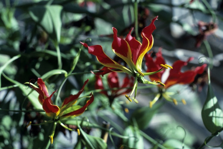SAFLAX Garden to go - Afrikanische Kletterlilie - Gloriosa rothschildiana - 15 Samen - Mit Topf, Klima - Deckel und Anzuchtsubstrat