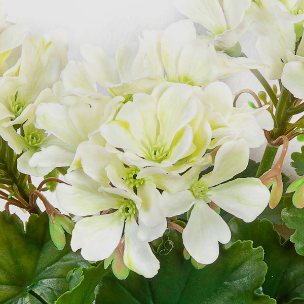 Weiße Geranienblüten mit grünen Blättern.