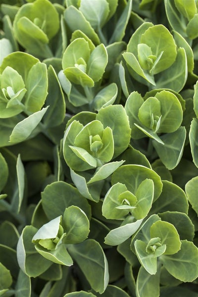 Sedum spurium 'Album Superbum', Teppichsedum, weiß, ca. 9x9 cm Topf