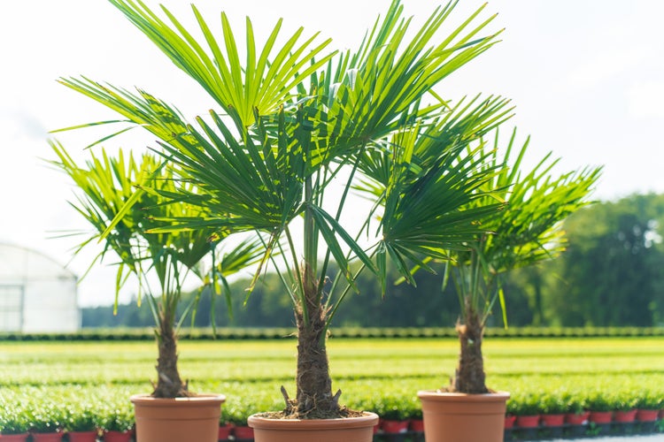 Drei Hanfpalmen Trachycarpus fortunei in terracottafarbenen Töpfen in einer Baumschule.