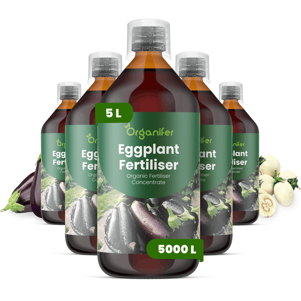 Organifer Bio-Auberginendünger Konzentrat, fünf 5-Liter-Flaschen, ausreichend für circa 5000 Liter Düngemittel.