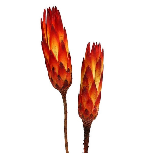 Zwei Protea-Blüten als Dekoration