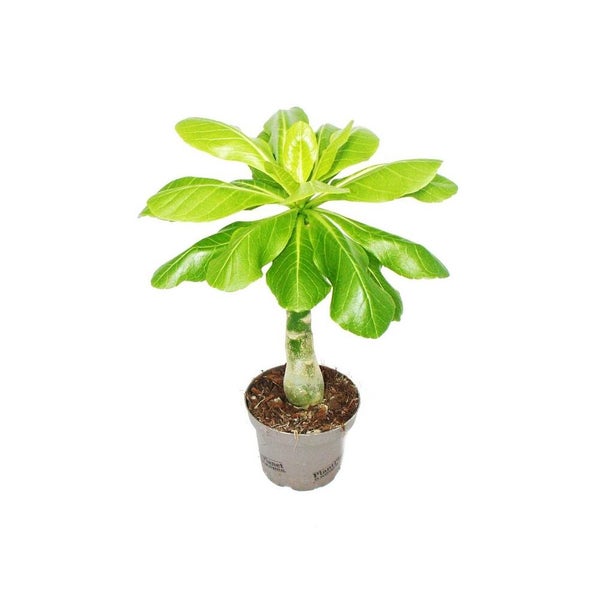 Wüstenrose Adenium obesum mit grünen Blättern und verdicktem Stamm im Kunststofftopf.