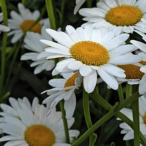 Nahaufnahme von Margeritenblüten mit weißen Blütenblättern und gelben Blütenkörbchen