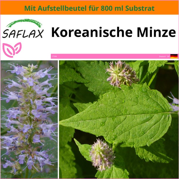 SAFLAX Garden in the bag - Koreanische Minze - Agastache rugosa - 1200 Samen - Mit Anzuchtsubstrat im praktischen, selbst aufstellenden Beutel