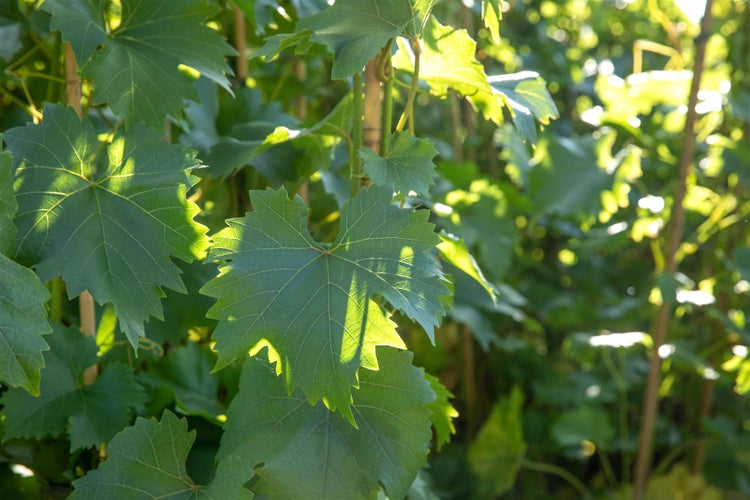 Vitis vinifera 'Bianca', Weinrebe, 80–100 cm