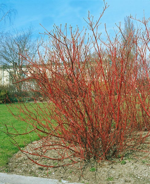 Cornus alba 'Sibirica', Hartriegel, leuchtend rot, 40–60 cm