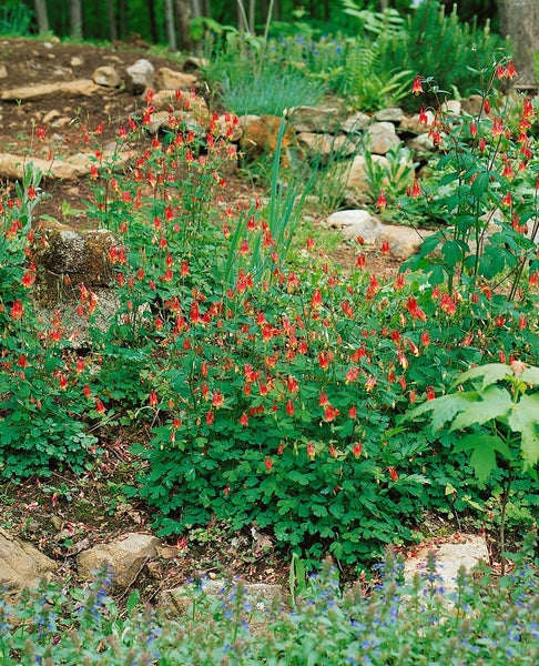 Aquilegia canadensis, Akelei, rot-gelb, ca. 9x9 cm Topf