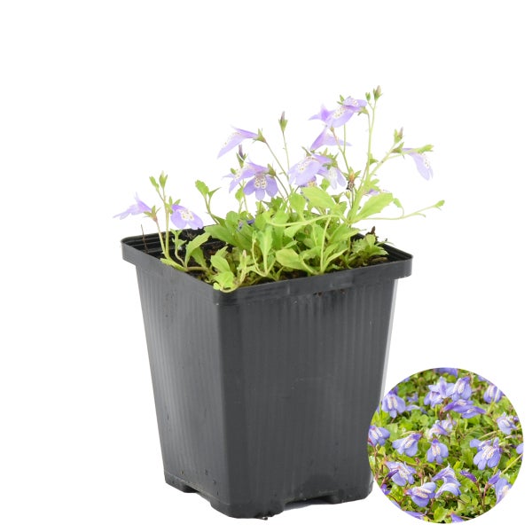 Mazus Reptans – Blaue Mazus – Teichpflanze – Bodendecker – Zone 1/2 – ⌀09cm – ↕15-25 cm