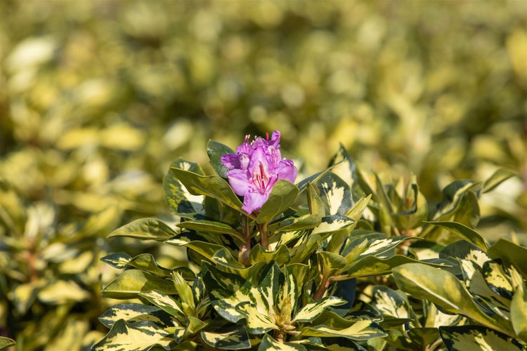 Rhododendron Hybr. 'Blattgold', Rhododendron, gelbgrün, 30–40 cm