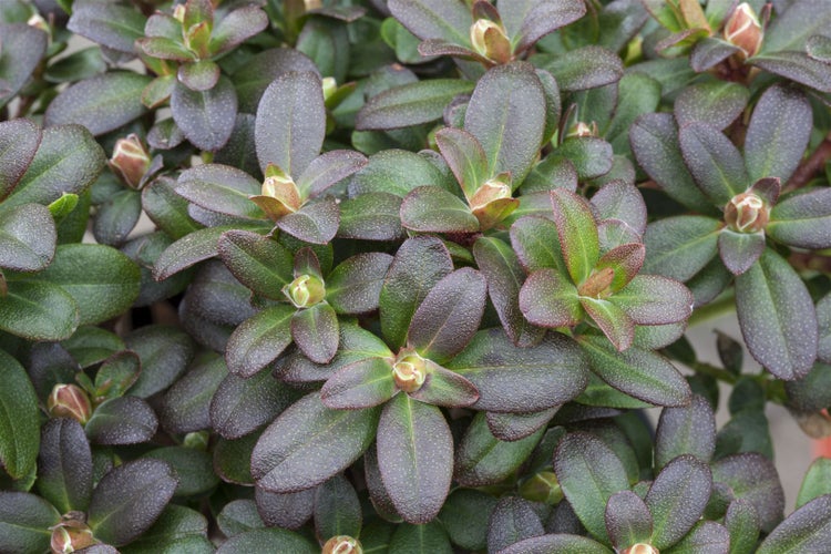 Rhododendron hanceanum 'Shamrock', gelb, 25–30 cm