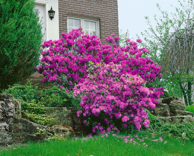 Rhododendron carolinianum 'P.J.Mezitt', rosa Blüten, 20–25 cm