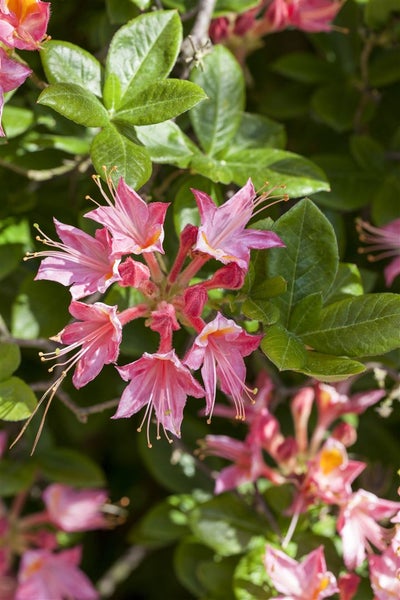 Rhododendron luteum, Gelber Azalee, duftend, 40–50 cm