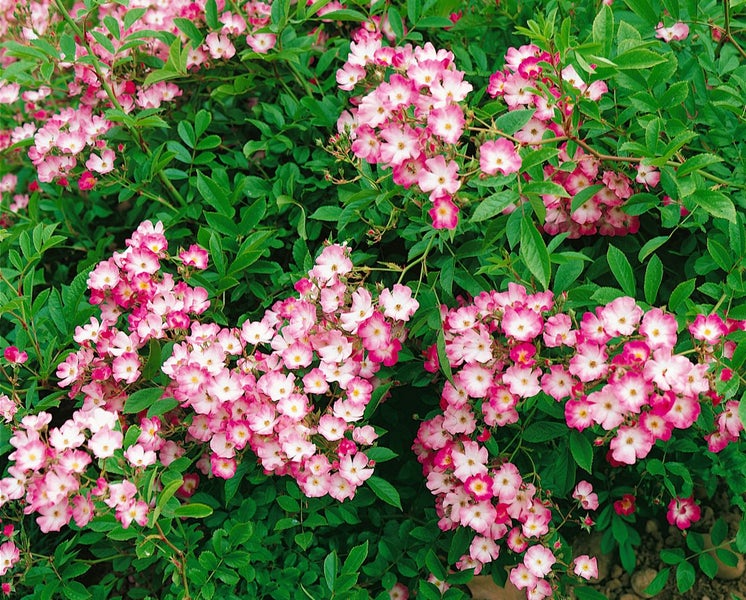 Rosa 'Mozart', Strauchrose, rosa, 5-7,5 Liter Container