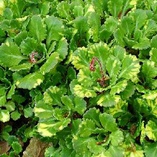 Fetthenne mit grünen Blättern und gelblichen Rändern.