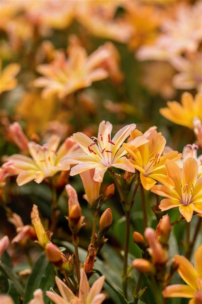 Lewisia longipetala 'Little Peach', pfirsichfarben, ca. 9x9 cm Topf