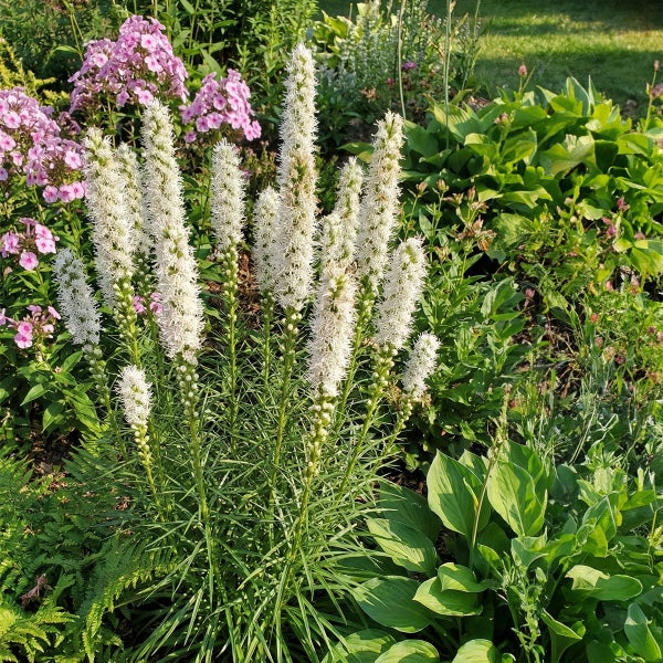 Weiße Prachtscharte Liatris spicata blühend in einem Gartenbeet mit rosa Flammenblumen und grünen Blättern.