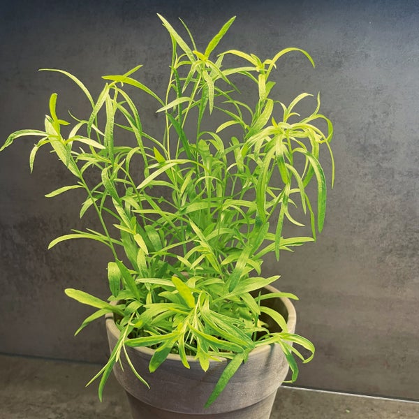 Estragon Pflanze mit schmalen Blättern in einem grauen Tontopf.