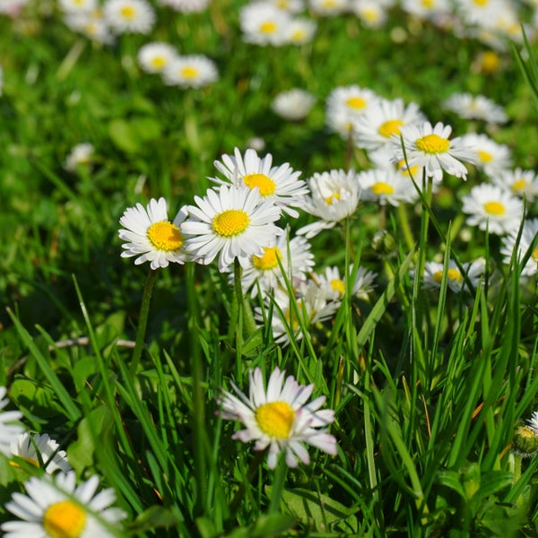 Nahaufnahme von weiß blühenden Gänseblümchen in einem grünen Rasen.