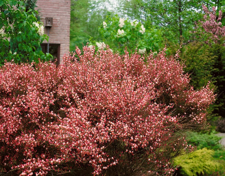 Cytisus praecox 'Hollandia', Besenginster, rosa Blüten, 30–40 cm