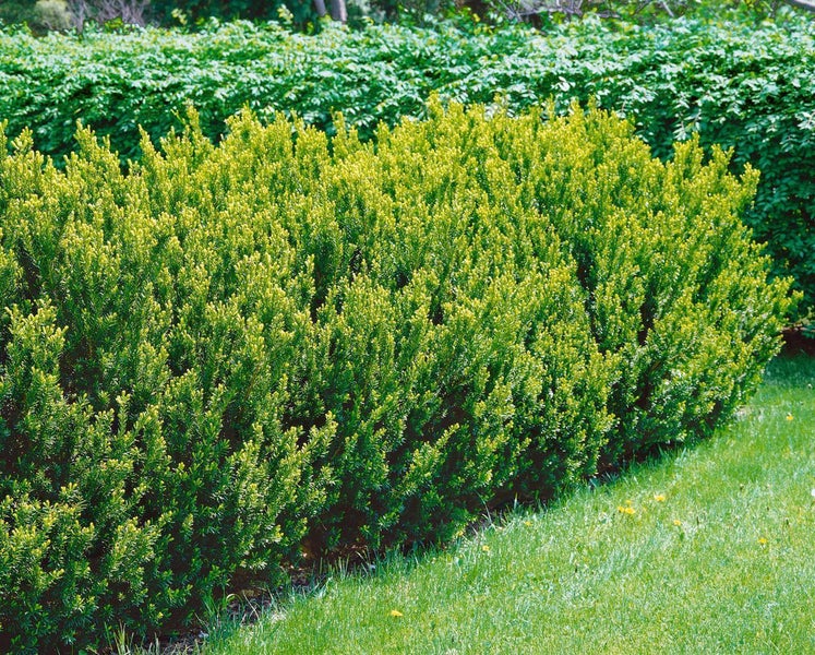Immergrüner Zwergstrauch im Gartenbeet