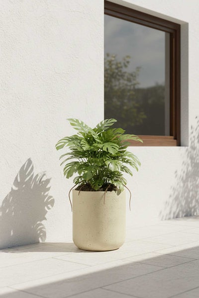 Monstera-Pflanze in einem zylindrischen, cremefarbenen Pflanzkübel in Steinoptik auf einer hellen Terrasse vor einer weißen Hauswand.