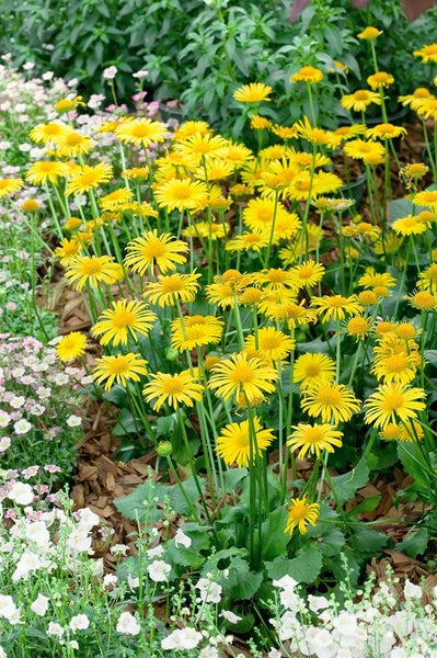 Doronicum orientale 'Leonardo Compact', Gemswurz, gelb, ca. 9x9 cm Topf