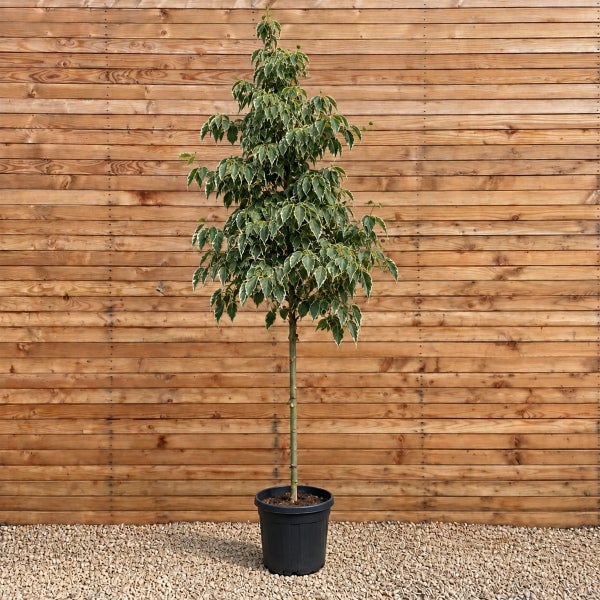 Ein hochstämmiger Baum mit panaschiertem Laub in einem schwarzen Kunststofftopf vor einer Holzwand.