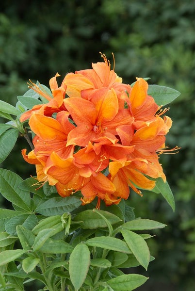 Rhododendron luteum 'Goldflamme', gelb-orange, 40–50 cm