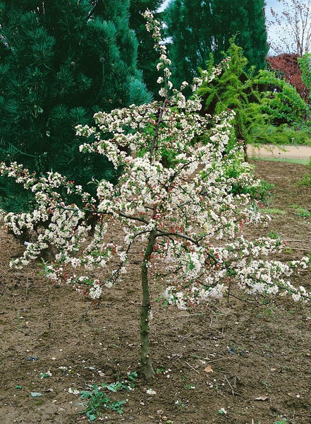 Malus 'Tina', Zierapfel, kompakt, 40–60 cm